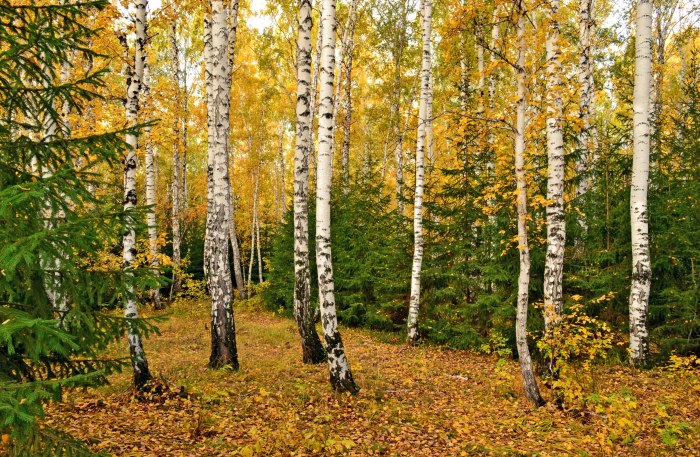 Осень в лесу