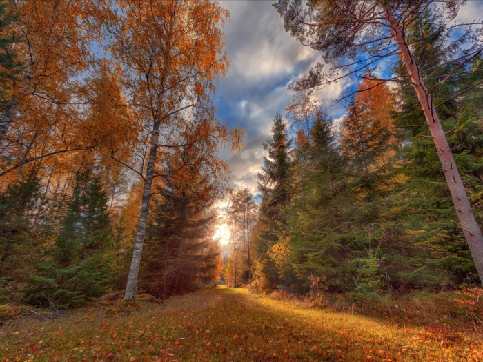 Осень в лесу