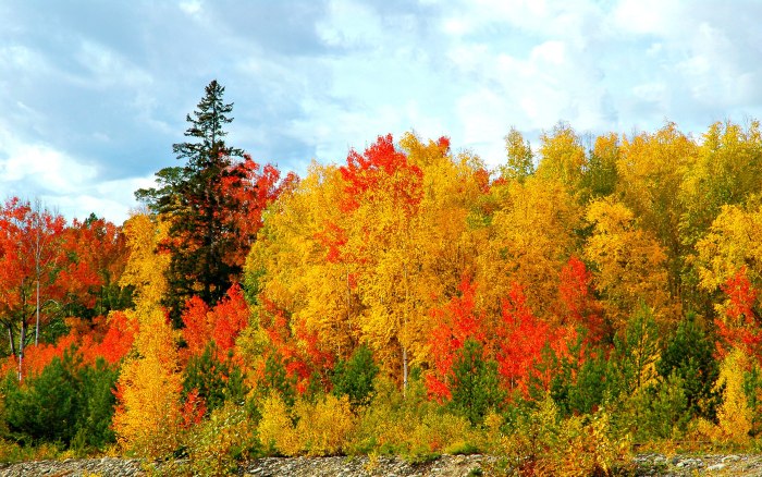 Осенний лес