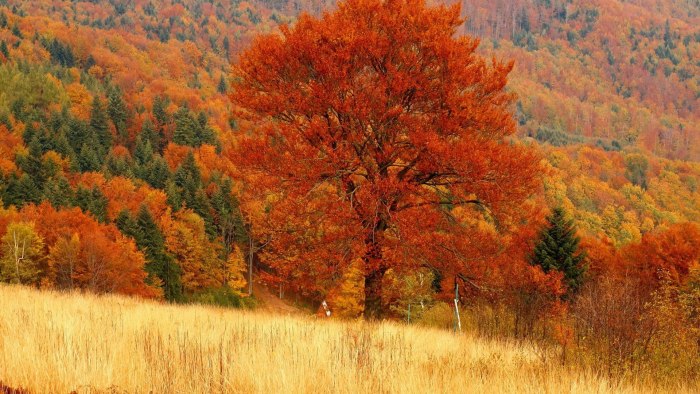 Осень в лесу
