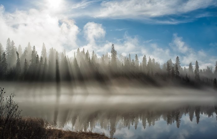 Лес туман река