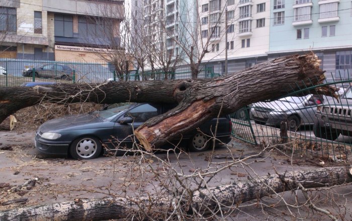 Сломалось дерево