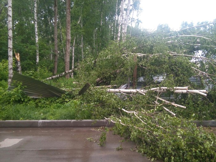 Упавшее дерево