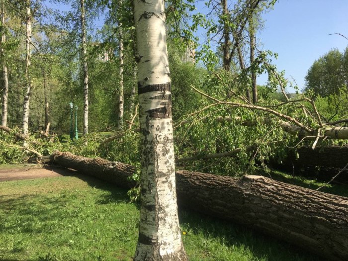 Углубление под поваленным деревом