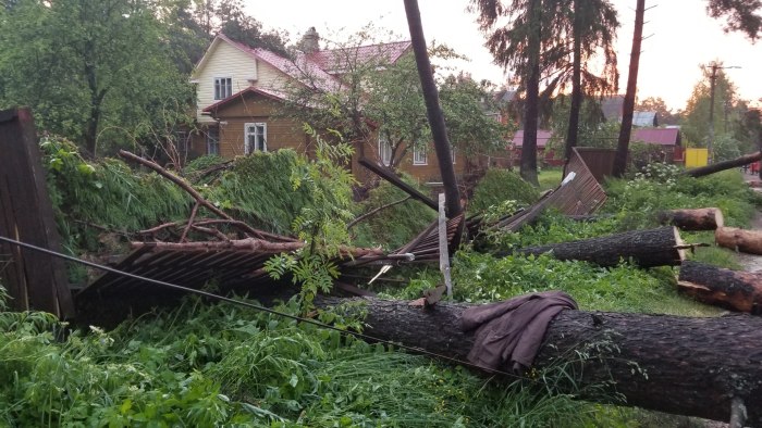 Поваленный ураганом лес