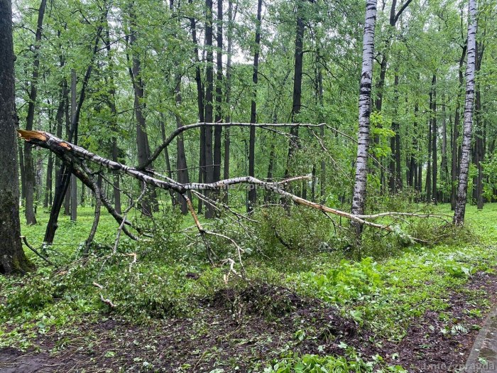 Сломанное дерево в лесу