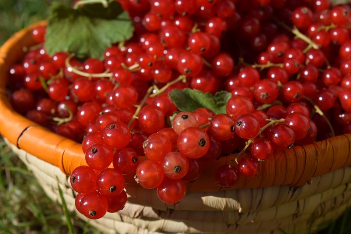 Смородина черная (ribes nigrum l.)