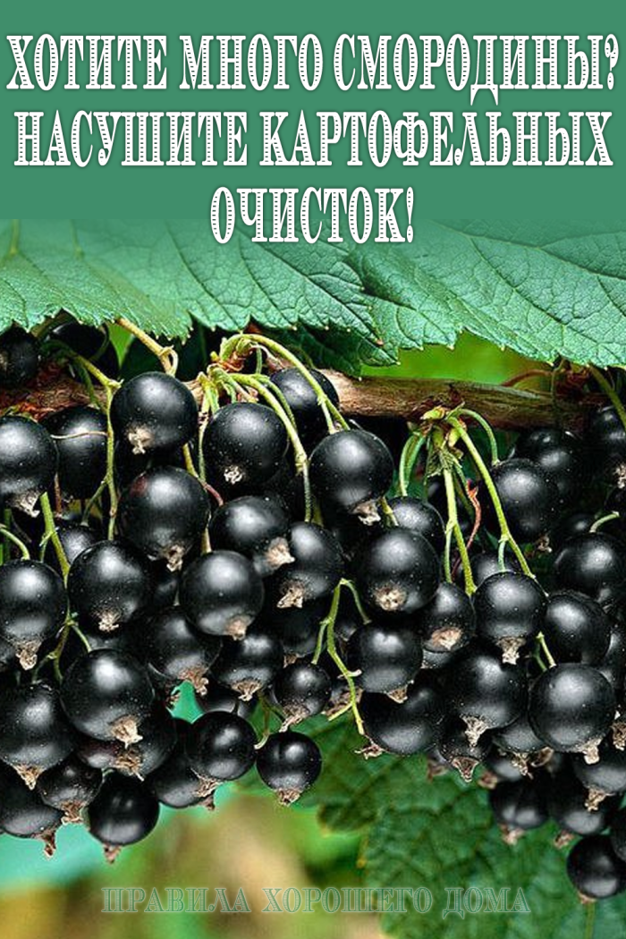 Смородина чёрная