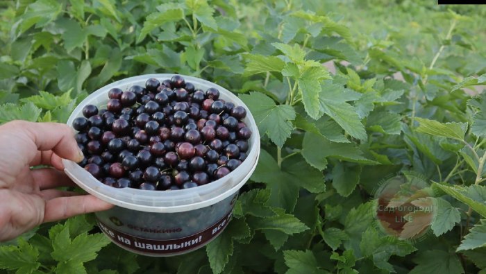 Плодовые кустарники (смородина, крыжовник, жимолость)