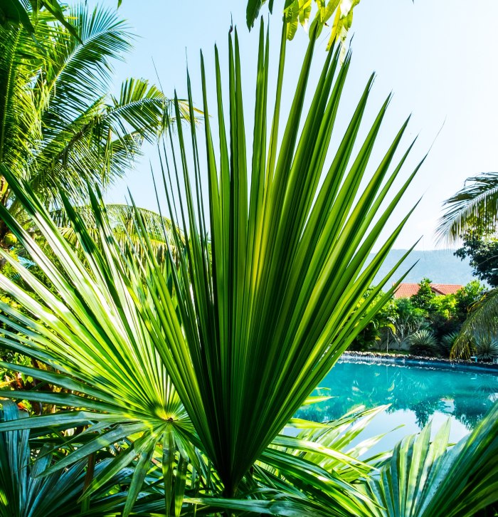Phoenix canariensis финик Канарский