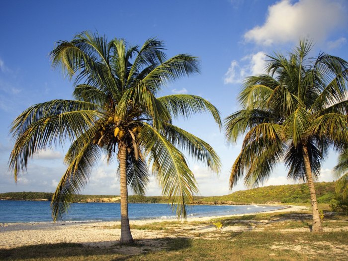 Кокосовая Пальма (Cocos nucifera)