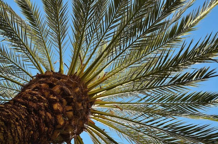 Кокос "Cocos nucifera"