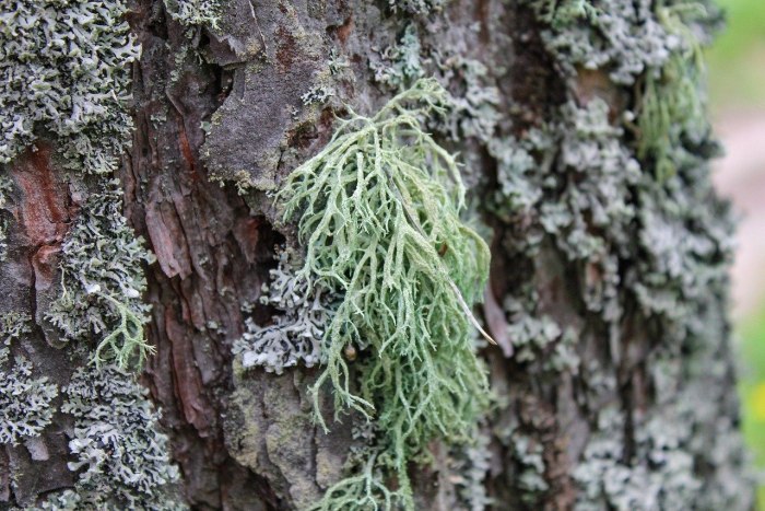 Phaeophyscia orbicularis