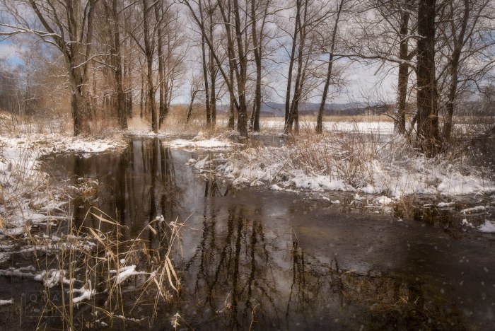 Печора затопленный лес
