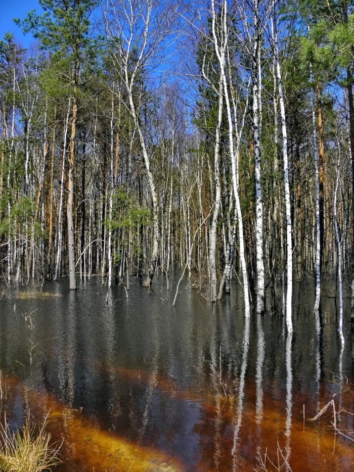 Лес весной