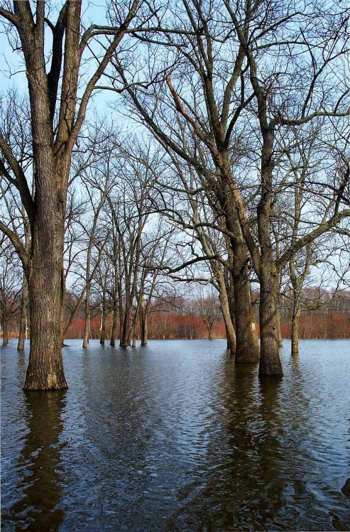 Отражение березы в воде