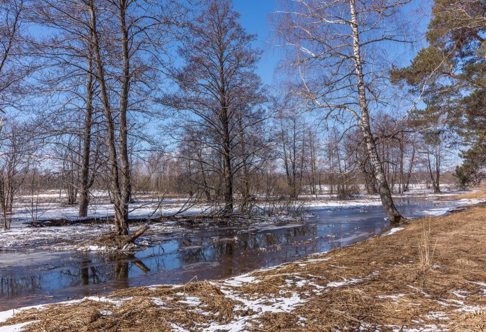 Деревья в воде весной