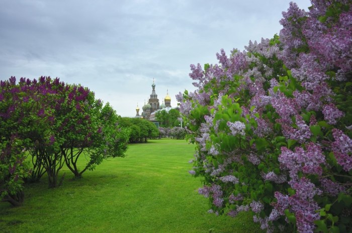 Асикага парк глициний
