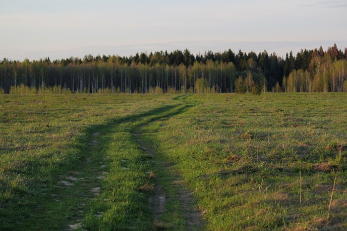 Деревня в лесу