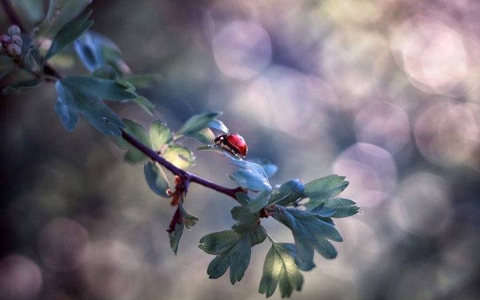 Макросъемка природа