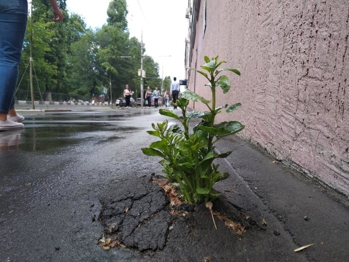Росток плодоносный Иосиф Росток