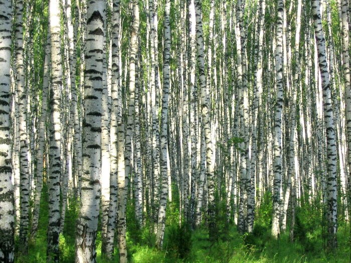 Берёзовая роща Златоуст