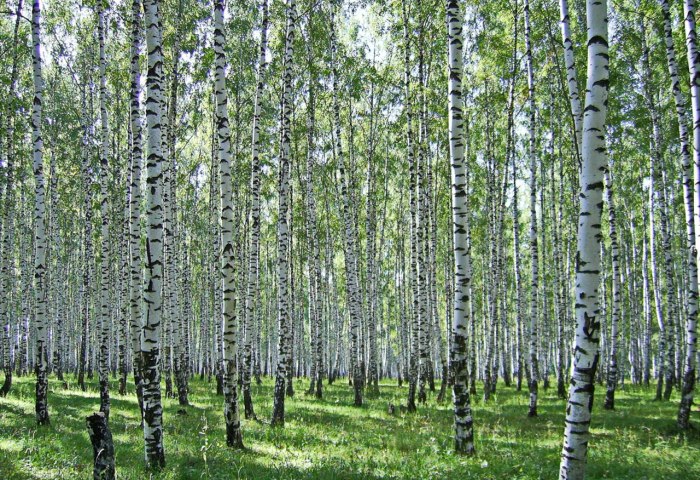 Березовая роща Кисловодск
