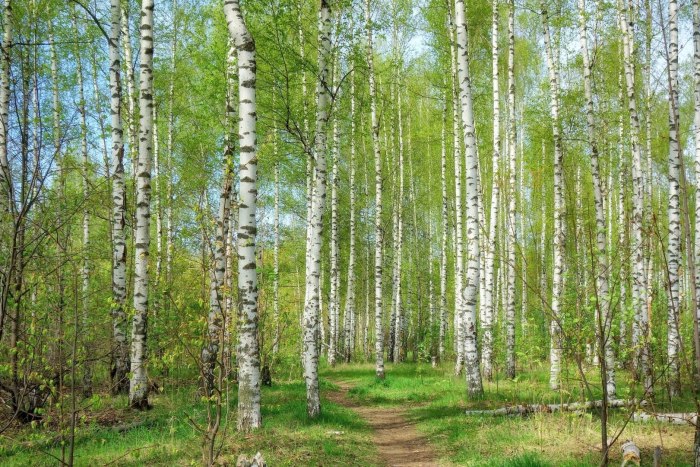 Березовая роща Пермь