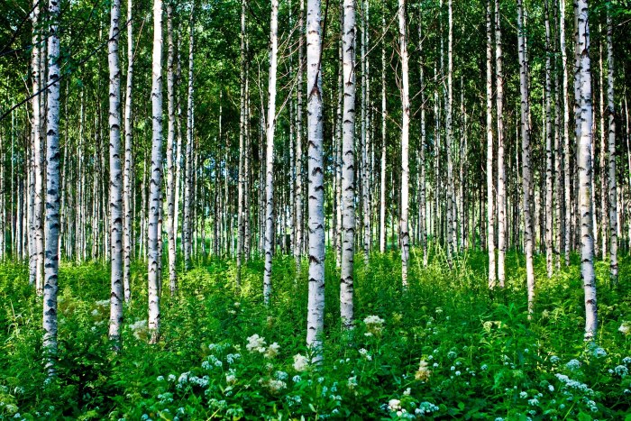 Березовые Рощи в Ленинградской области