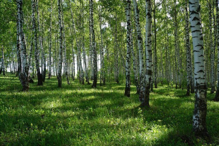 Березовая роща, посёлок Берёзовая роща