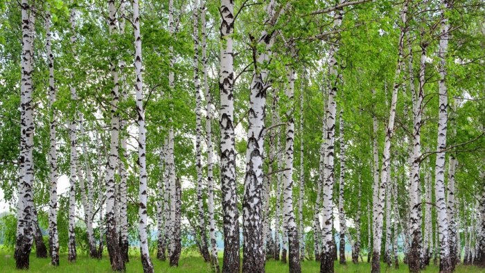 Узкая тропа берёза Беларусь