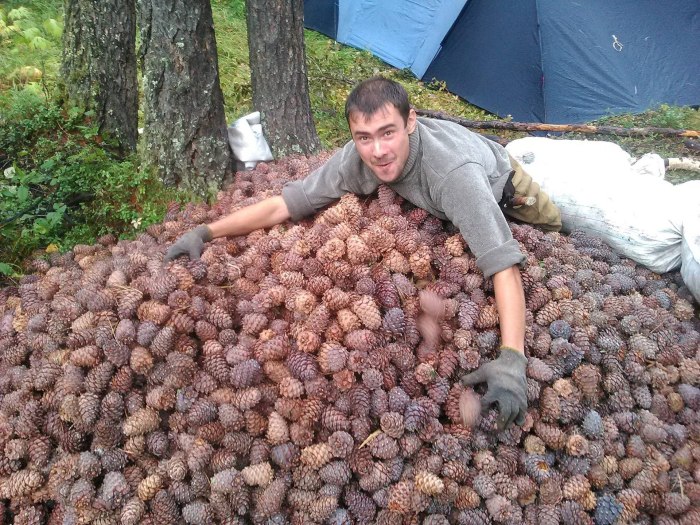 Кедр Сибирский орехи