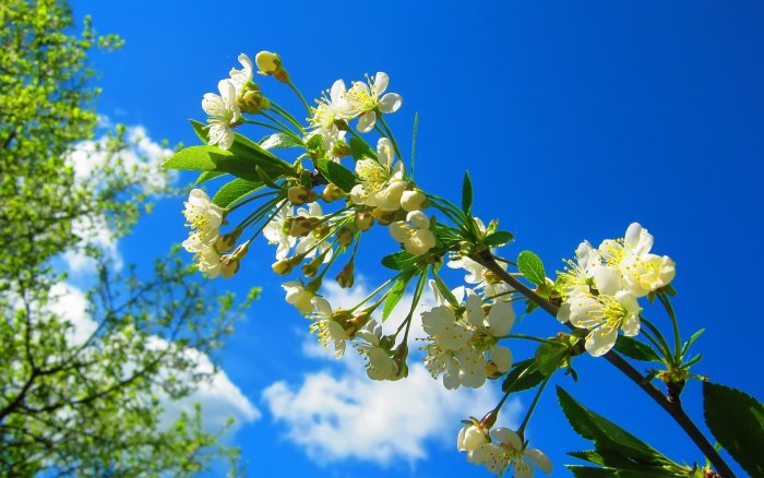 Природа весной