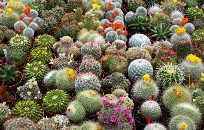 Кактусовые Cactaceae
