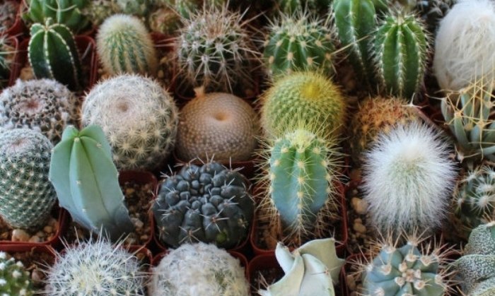 Opuntia Microdasys (опунция мелковолосистая)