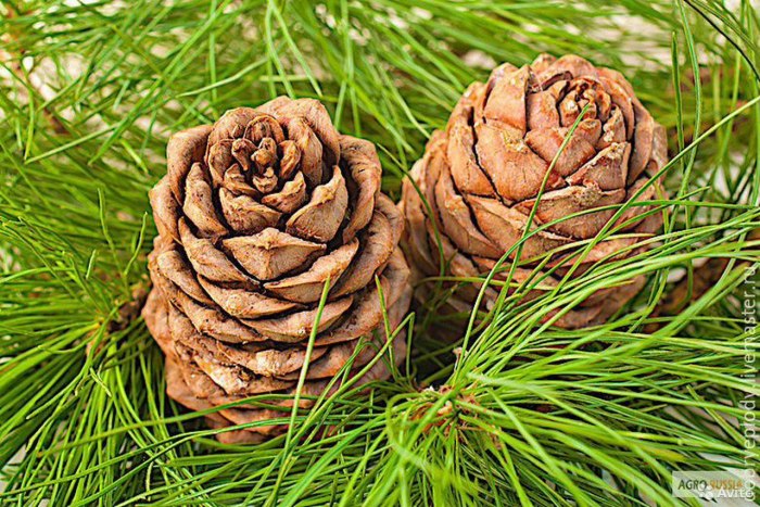 Cedrus libani шишка