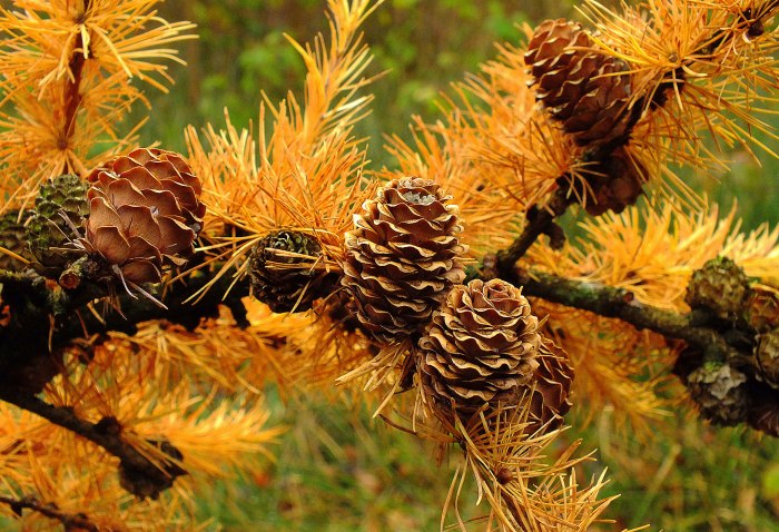 Кедр Сибирский Pinus sibirica
