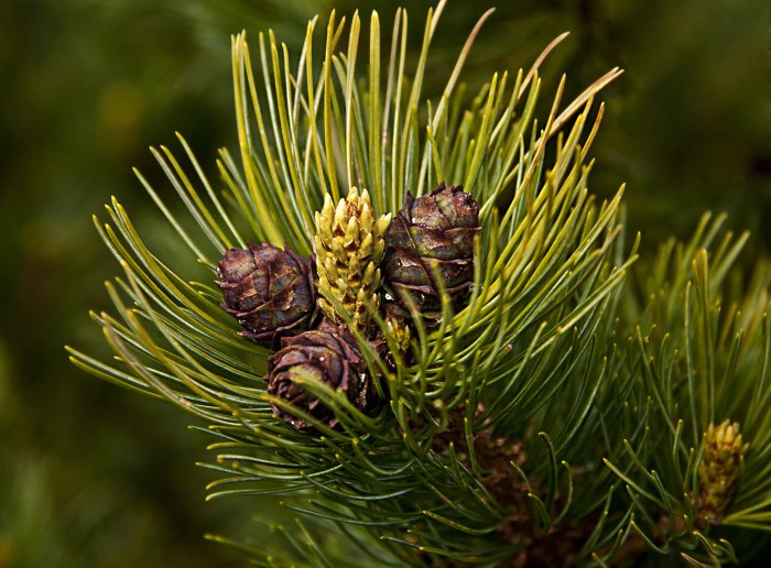Кедр ливанский Cedrus libani