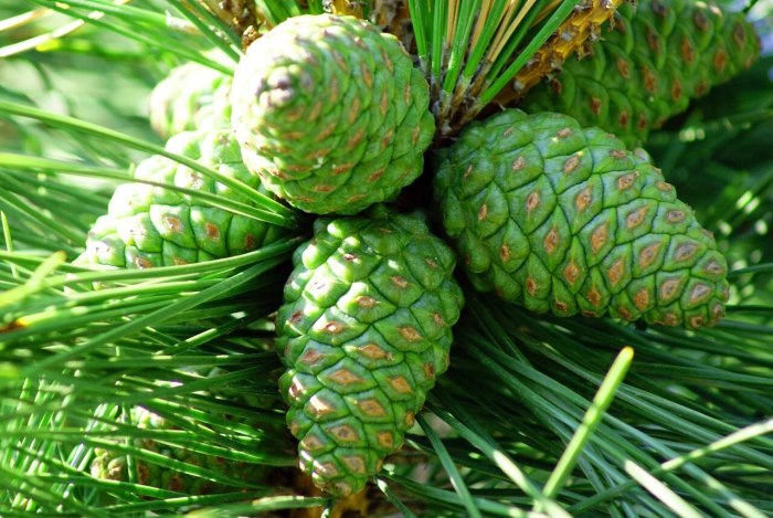 Pinus Sylvestris шишки