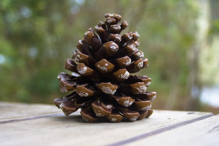 Pinus albicaulis шишки
