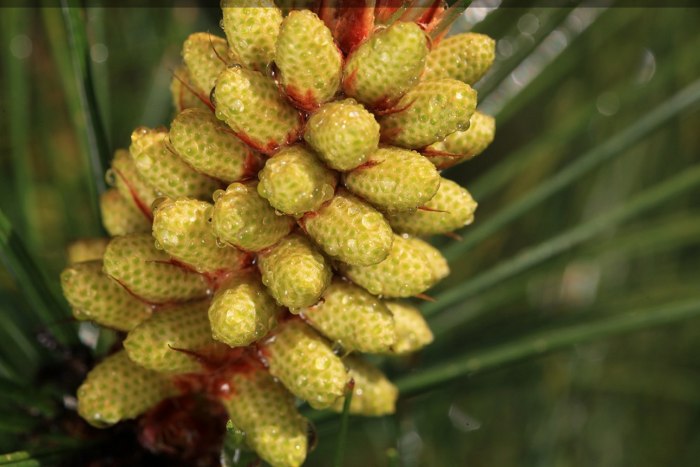 Пыльца Pinus Sylvestris