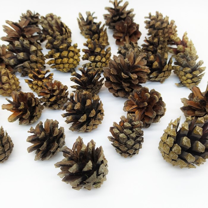 Pinus lambertiana