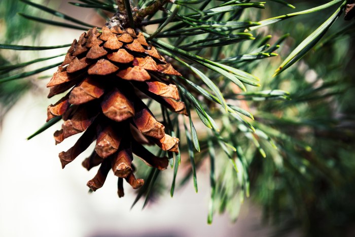 Pinus Sylvestris шишки