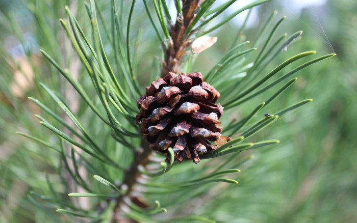 Pinus lambertiana Cones