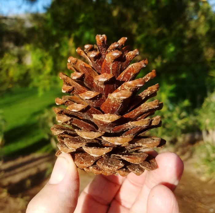 Pinus Montana шишки