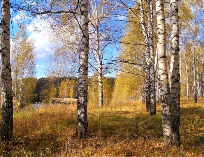 Береза летом осенью зимой весной