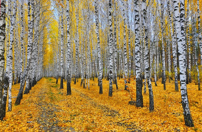 Ель в осеннем лесу
