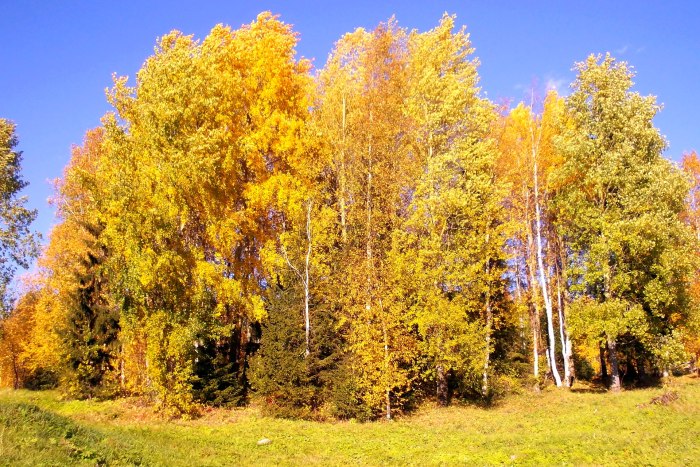 Осенняя береза