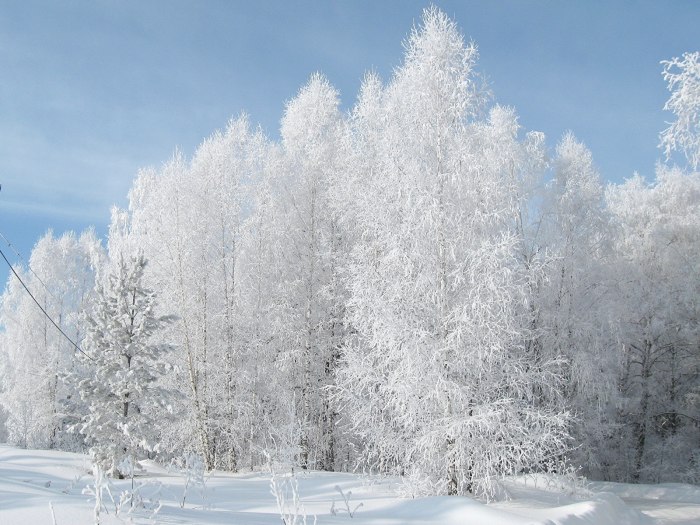 Березовый лес осенью