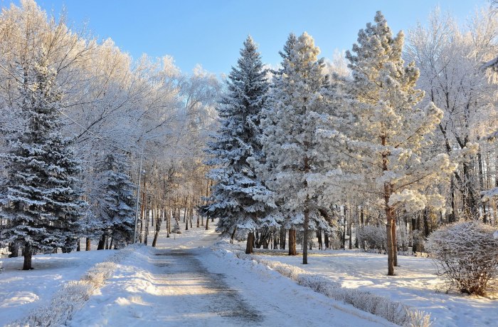 Осенняя береза